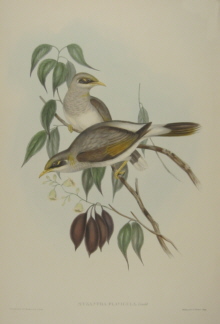 John Gould Birds of Australia